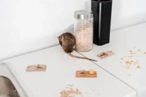 rotte