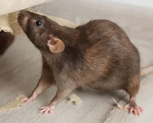rottebekjempelse