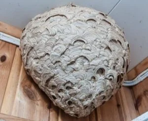 vepsebol