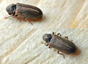 stripet borebille
